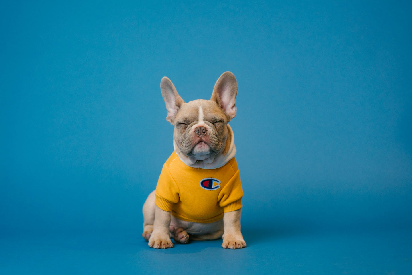 Limpiapatas para Perros